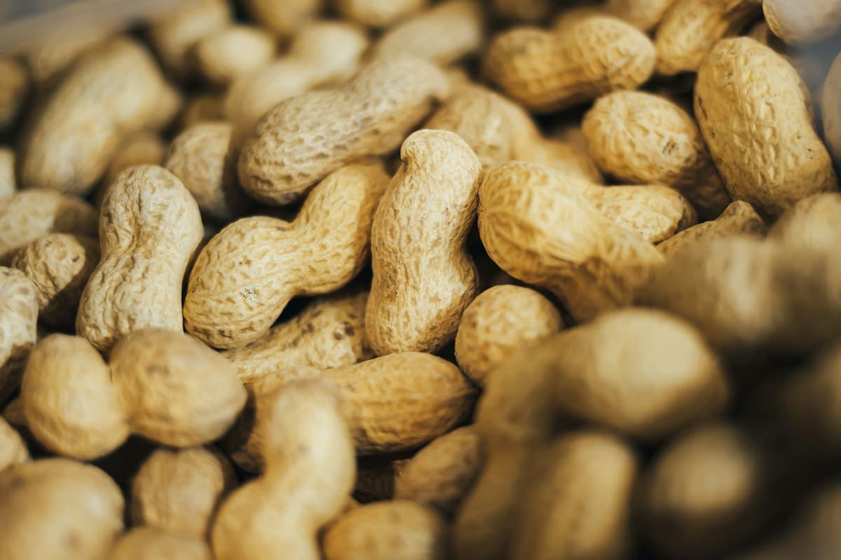 Oil Seeds
