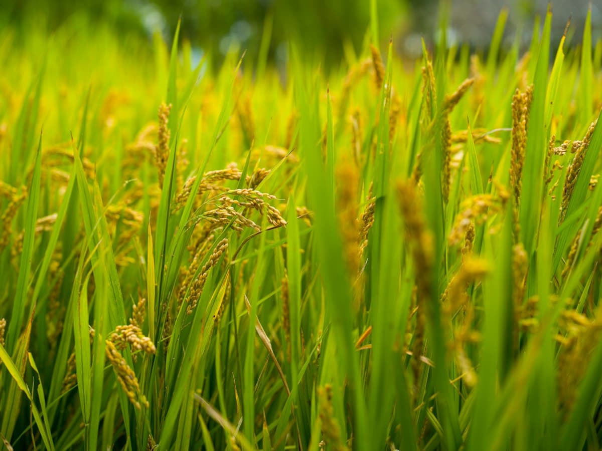 Rice crop nearing harvest