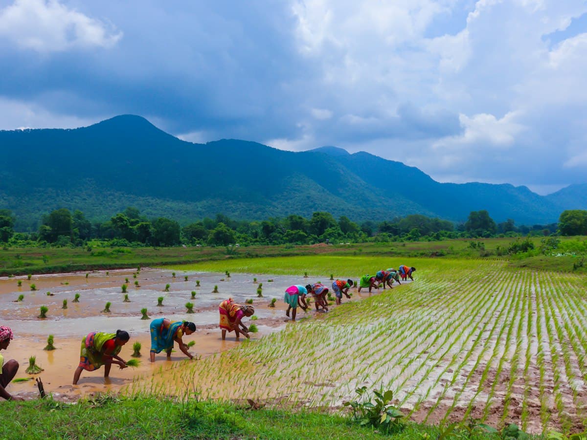 Paddy transplanting season