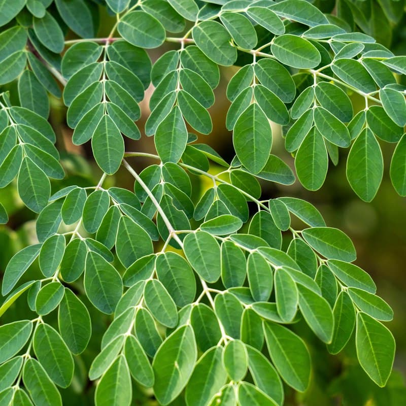 Moringa Leaves