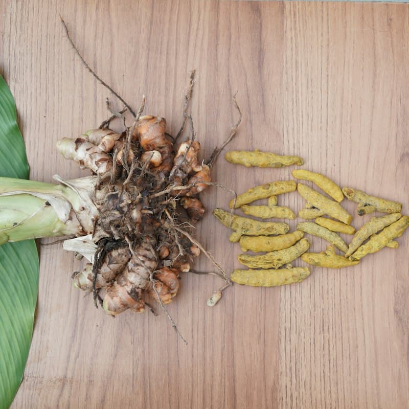 Turmeric Finger